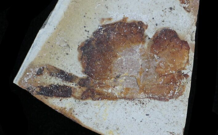 Fossil Pea Crab (Pinnixa) From California - Miocene #33087